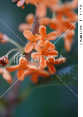 橘色的桂花 橘色的桂花 128329610