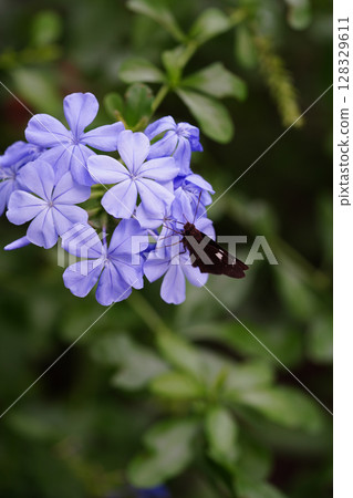 鈴蘭的紫色花朵 鈴蘭的紫色花朵 128329611