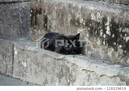 A stray cat seen in the grounds of a temple in Kyoto 128329619