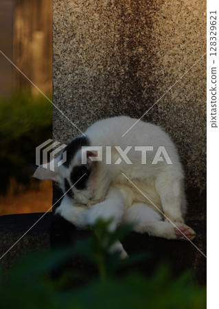 A stray cat seen in the grounds of a temple in Kyoto 128329621