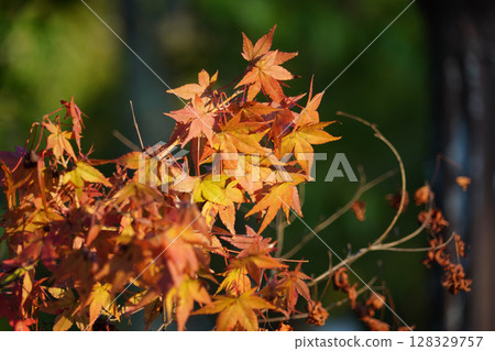 Maple leaf colored red Maple leaf colored red 128329757