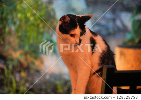A stray cat from the neighborhood visiting a cafe in Kyoto 128329758