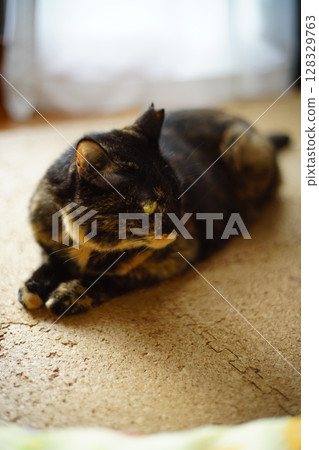 Tortoiseshell cat lying on the floor 128329763