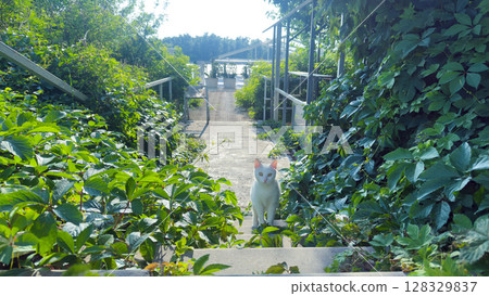 A Serene Garden Pathway: A Curious White Cat Amongst Lush Greenery and Sunlit Surroundings Near a Water Body 128329837