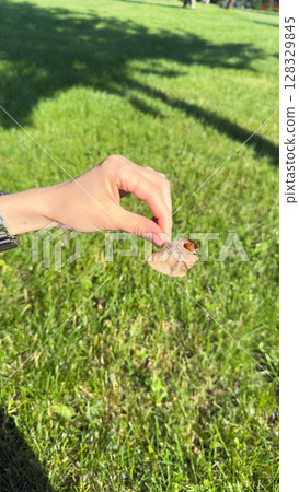 A hand gently holds a small insect on a sunny day in a vibrant green grassy field, showcasing nature's small wonders in a picturesque outdoor setting 128329845