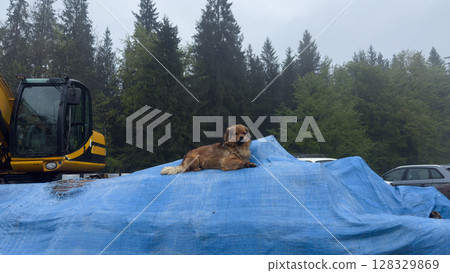 A Playful Dog Enjoying a Relaxing Moment on a Pile of Blue Tarpaulin Near Heavy Machinery Surrounded by Lush Green Trees in the Foggy Outdoors 128329869