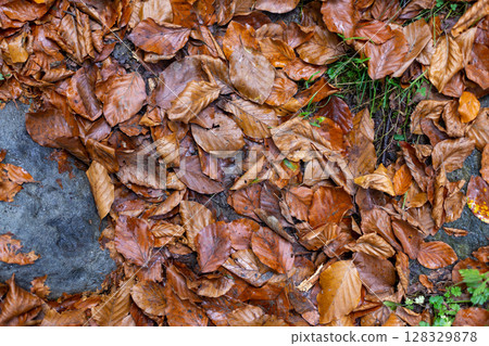 A Carpet of Vibrant Autumn Leaves Covering the Ground with a Beautiful Array of Colors and Textures in a Natural Landscape Setting Capturing Seasonal Change and Serenity 128329878