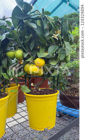 Vibrant Potted Citrus Tree Displaying Fruits in a Bright Yellow Pot Surrounded by Lush Greenery and a Serene Garden Atmosphere Vibrant Potted Citrus Tree Displaying Fruits in a Bright Yellow Pot Surrounded by Lush Greenery and a Serene Garden Atmosphere 128329894