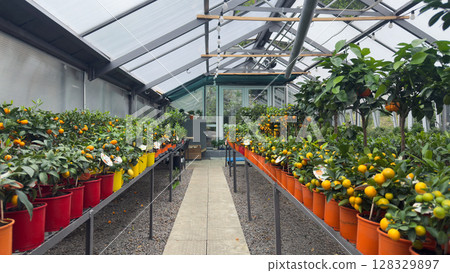 Lush Greenhouse Filled with Vibrant Citrus Plants and Their Colorful Pots Showcasing a Diverse Range of Fruits Under a Transparent Roof Lush Greenhouse Filled with Vibrant Citrus Plants and Their Colorful Pots Showcasing a Diverse Range of Fruits Under a Transparent Roof 128329897