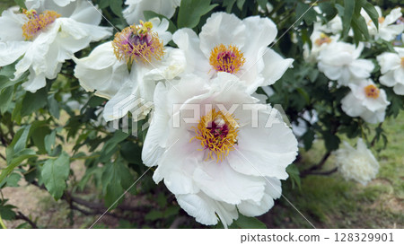 Stunning White Peonies in Bloom: Captivating Flowers Showcasing Delicate Petals and Vibrant Yellow Centers in a Lush Greenery Background During Spring Season 128329901