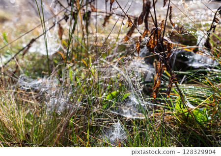 Morning Dew on Spider Webs with Droplets Captured in Nature's Beauty, Weaving Intricate Patterns Among Dry Leaves and Vibrant Grass in a Serene Environment Morning Dew on Spider Webs with Droplets Captured in Nature's Beauty, Weaving Intricate Patterns Among Dry Leaves and Vibrant Grass in a Serene Environment 128329904