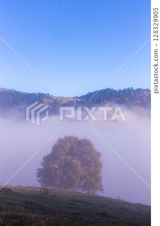 A Serene Autumn Scene with a Majestic Tree Emerges from the Fog Against a Bright Blue Sky in the Tranquil Countryside of a Picturesque Landscape 128329905