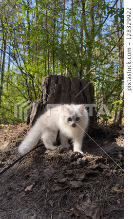 Adventurous fluffy white cat exploring the wonders of nature near a tree stump surrounded by vibrant greenery and warm sunlight, capturing a playful moment in the great outdoors. Adventurous fluffy white cat exploring the wonders of nature near a tree stump surrounded by vibrant greenery and warm sunlight, capturing a playful moment in the great outdoors. 128329922