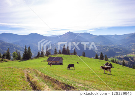 A Tranquil Mountain Landscape with Grazing Cows and a Rustic Cabin Under Blue Skies and Majestic Peaks in the Background 128329945