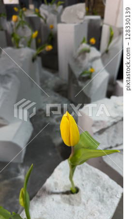 A Creative Display of Yellow Tulips Emerging from Stone Blocks, Symbolizing Nature s Resilience and Beauty Amidst a Modern Urban Environment A Creative Display of Yellow Tulips Emerging from Stone Blocks, Symbolizing Nature s Resilience and Beauty Amidst a Modern Urban Environment 128330139