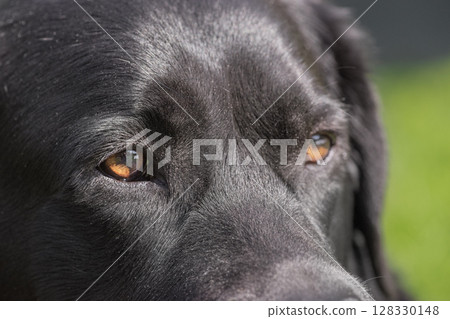 Macro photo of a black dog. Labrador Retriever, pet. 128330148