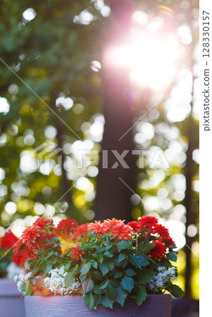 Beautiful Flower Pot with Red and White Flowers Under Bright Sunlight Creating a Bokeh Effect Surrounded by Lush Green Trees in a Garden Setting During Daytime Beautiful Flower Pot with Red and White Flowers Under Bright Sunlight Creating a Bokeh Effect Surrounded by Lush Green Trees in a Garden Setting During Daytime 128330157