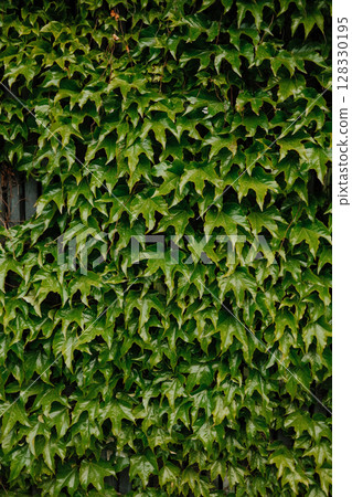 Vertical ivy greenery climbing up wall as natural outdoor decoration element Vertical ivy greenery climbing up wall as natural outdoor decoration element 128330195