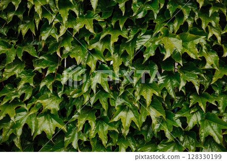 Dense green ivy leaves covering surface forming vibrant natural plant texture 128330199