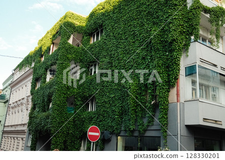 Tall residential building covered in dense green ivy, urban greening 128330201