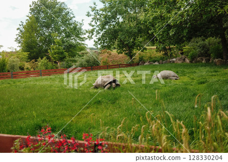 Two turtles resting on green grass at zoo enclosure during warm sunny afternoon Two turtles resting on green grass at zoo enclosure during warm sunny afternoon 128330204
