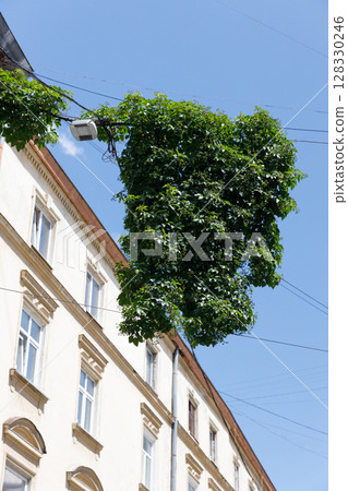 Unique Urban Scene: A Lush Green Canopy Draped Over Power Lines Against a Bright Blue Sky and Historic Architecture in a Calm City Environment 128330246