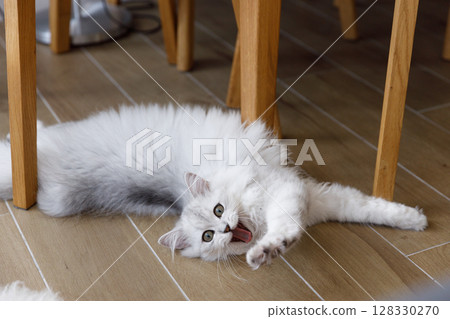 Playful Cat Enjoying Its Time on the Floor with a Comfy Pose Under a Table in a Cozy Room Setting 128330270