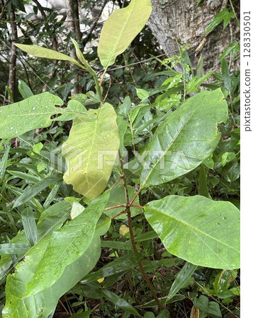 Young magnolia tree 128330501