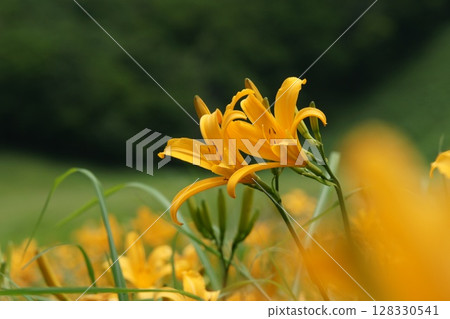 Tottori - Four Seasons Walks - Summer - Flowers - Hemerocallis middendorffii Tottori - Four Seasons Walks - Summer - Flowers - Hemerocallis middendorffii 128330541