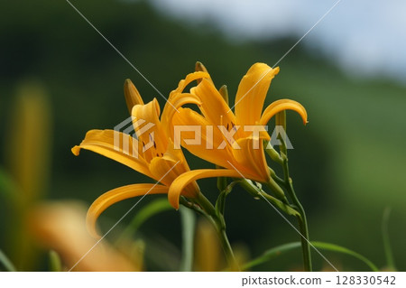 Tottori - Four Seasons Walks - Summer - Flowers - Hemerocallis middendorffii Tottori - Four Seasons Walks - Summer - Flowers - Hemerocallis middendorffii 128330542