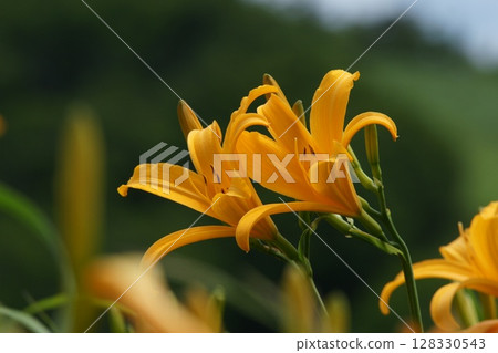 Tottori - Four Seasons Walks - Summer - Flowers - Hemerocallis middendorffii Tottori - Four Seasons Walks - Summer - Flowers - Hemerocallis middendorffii 128330543