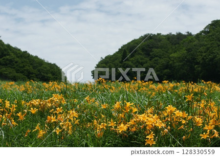 Tottori - Four Seasons Walks - Summer - Flowers - Hemerocallis middendorffii Tottori - Four Seasons Walks - Summer - Flowers - Hemerocallis middendorffii 128330559