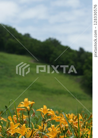 Tottori - Four Seasons Walks - Summer - Flowers - Hemerocallis middendorffii 128330576