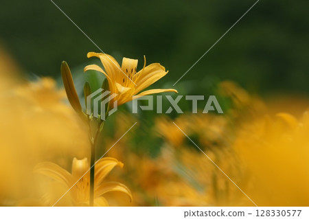 Tottori - Four Seasons Walks - Summer - Flowers - Hemerocallis middendorffii 128330577