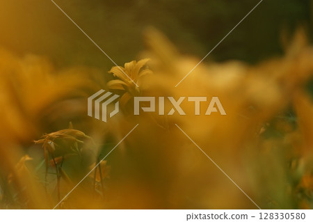 Tottori - Four Seasons Walks - Summer - Flowers - Hemerocallis middendorffii Tottori - Four Seasons Walks - Summer - Flowers - Hemerocallis middendorffii 128330580