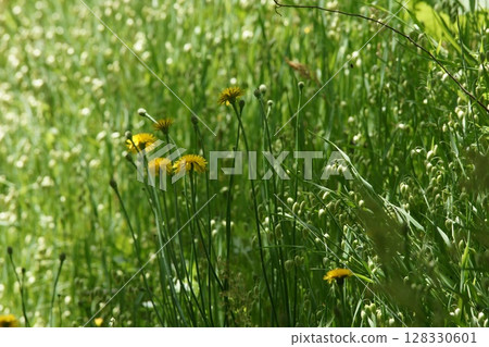 Tottori Four Seasons Walk Spring Flower Tottori Four Seasons Walk Spring Flower 128330601