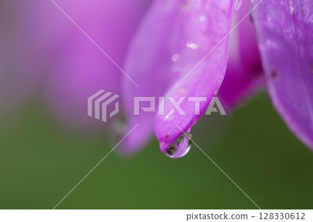 Tottori Four Seasons Walk Spring Flower Tottori Four Seasons Walk Spring Flower 128330612