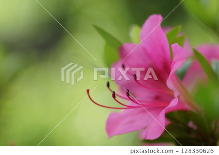 鳥取 四季漫步 春花 128330626