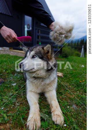 A Beautiful Dog Getting Groomed Outdoors: Enjoying Nature While Shedding Fur and Receiving Care with a Pink Comb in a Scenic Background 128330651
