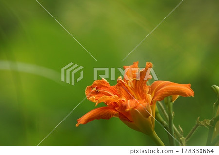 Tottori walks of the four seasons summer flowers 128330664