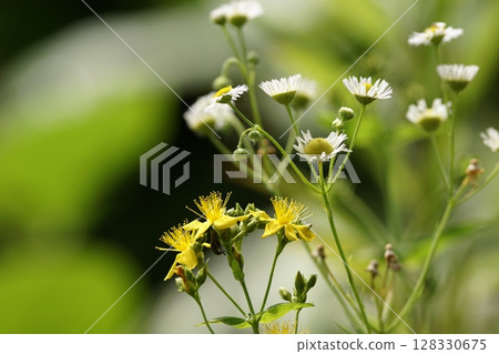 Tottori walks of the four seasons summer flowers 128330675