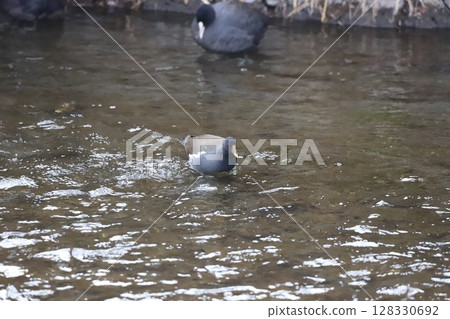 Coot walking by the water Coot walking by the water 128330692