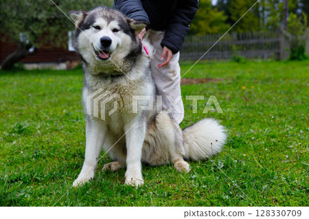 Happy Alaskan Malamute Enjoying a Sunny Day on Green Grass While Being Petted by Its Owner in a Vibrant Outdoor Setting Surrounded by Nature's Beauty and Serenity 128330709