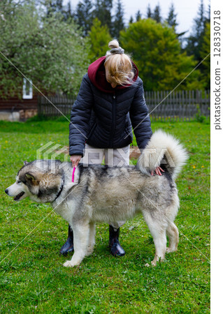A Young Woman in a Black Jacket Grooms Her Alaskan Malamute in a Lush Green Pasture Surrounded by Nature and a Wooden Fence with Trees in the Background A Young Woman in a Black Jacket Grooms Her Alaskan Malamute in a Lush Green Pasture Surrounded by Nature and a Wooden Fence with Trees in the Background 128330718