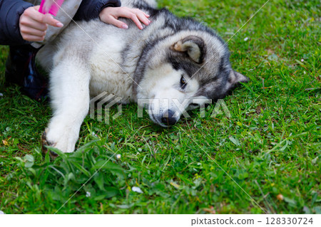 A Relaxing Moment in Nature with a Gentle Alaskan Malamute Being Pampered on a Sunny Day on the Soft Green Grass, Enjoying Companionship and Relaxation Together with Their Human Friend A Relaxing Moment in Nature with a Gentle Alaskan Malamute Being Pampered on a Sunny Day on the Soft Green Grass, Enjoying Companionship and Relaxation Together with Their Human Friend 128330724
