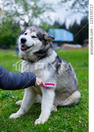 Joyful Alaskan Malamute Being Groomed in a Green Outdoor Setting A Delightful Moment of Pet Care and Bonding with Nature 128330727