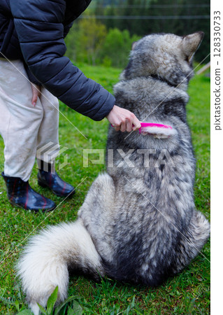 Dog Grooming in Nature: A Person Brushing a Large, Fluffy Dog with a Pink Brush While Outdoors on a Sunny Day Surrounded by Greenery and Wooded Backdrop. 128330733