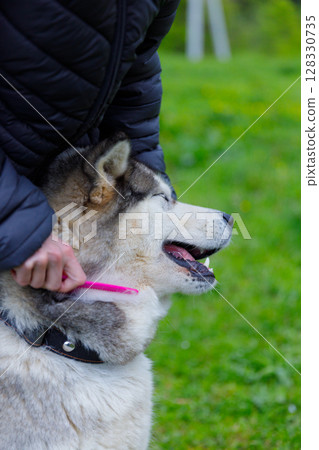 A Person Grooming a Happy Husky in a Green Outdoor Setting, Highlighting Pet Care and Bonding Moments with a Best Friend on a Beautiful Day in Nature A Person Grooming a Happy Husky in a Green Outdoor Setting, Highlighting Pet Care and Bonding Moments with a Best Friend on a Beautiful Day in Nature 128330735