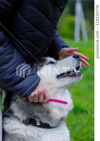 A Person Gently Grooming an Affectionate Husky Dog in a Lush Green Outdoor Setting with a Bright Pink Brush for a Relaxing and Bonding Experience A Person Gently Grooming an Affectionate Husky Dog in a Lush Green Outdoor Setting with a Bright Pink Brush for a Relaxing and Bonding Experience 128330736