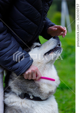 A Person Grooming a Friendly Husky Dog with Pink Comb in a Lush Green Outdoor Setting, Emphasizing the Bond Between Human and Pet in Nature's Embrace A Person Grooming a Friendly Husky Dog with Pink Comb in a Lush Green Outdoor Setting, Emphasizing the Bond Between Human and Pet in Nature's Embrace 128330737